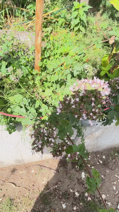 Oregano - Neunkirchen