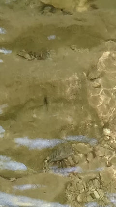 Gemeiner Wasserläufer