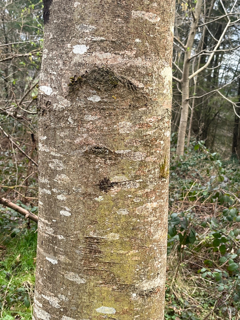 Grau-Erle — Bild 1