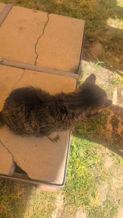 Hauskatze