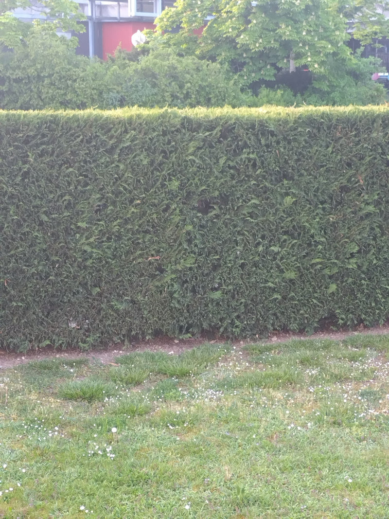 Thuja — Bild 5