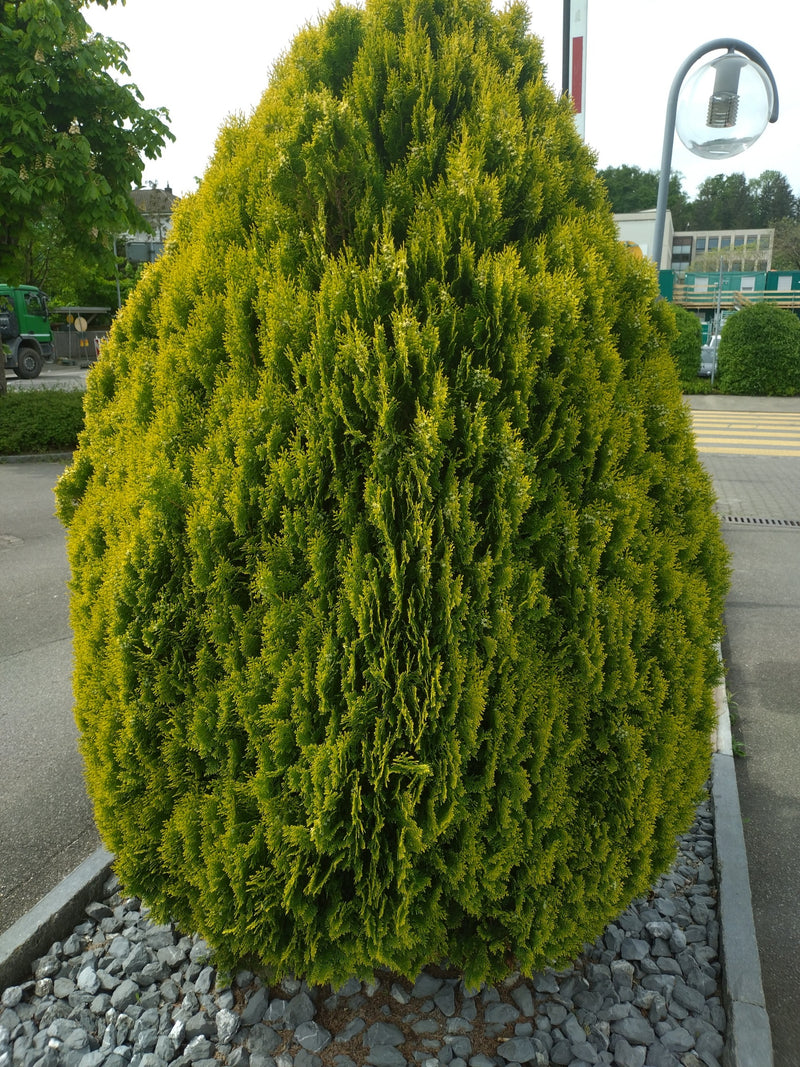 Thuja — Bild 4