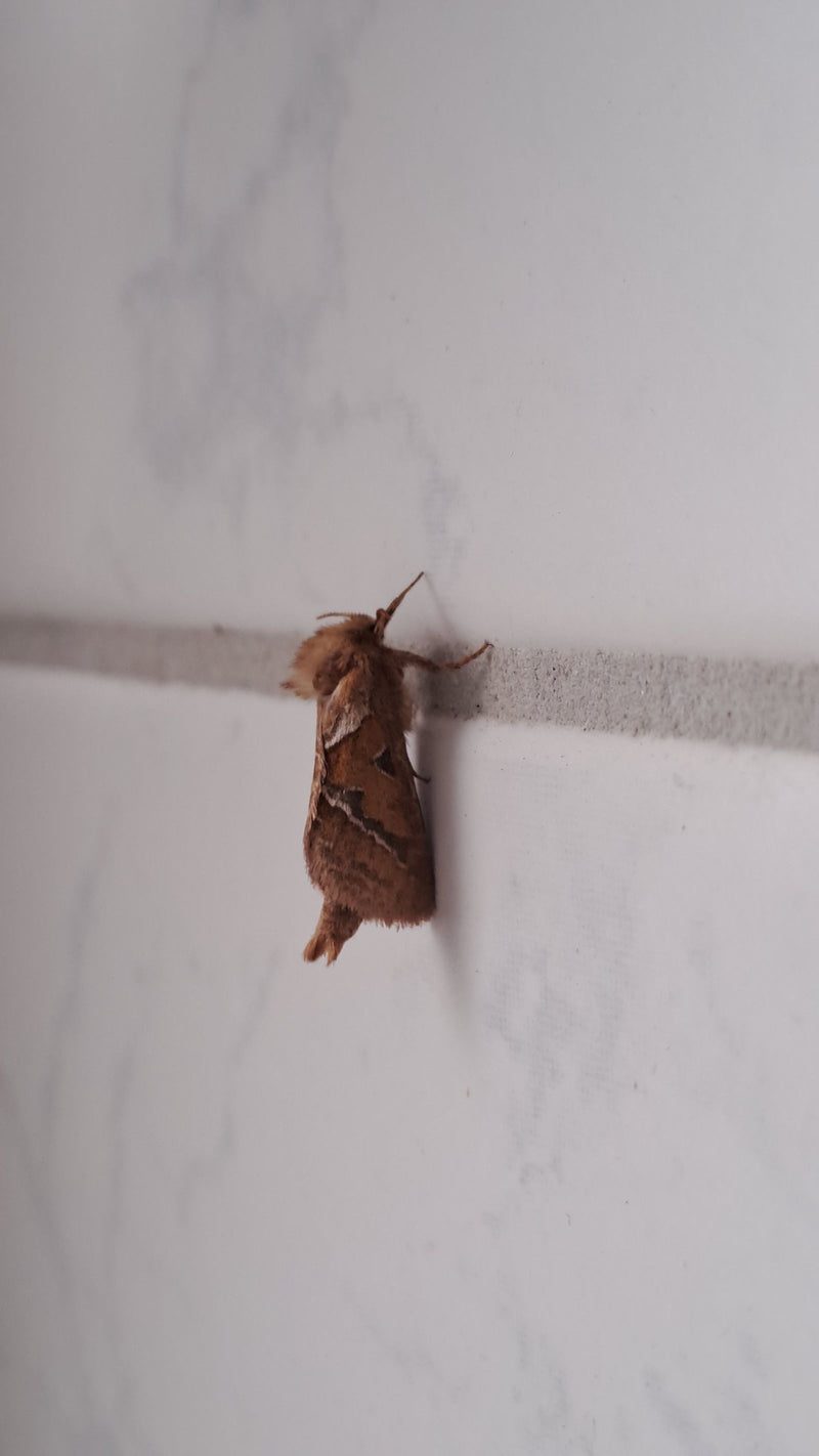 Achateule — Bild 4