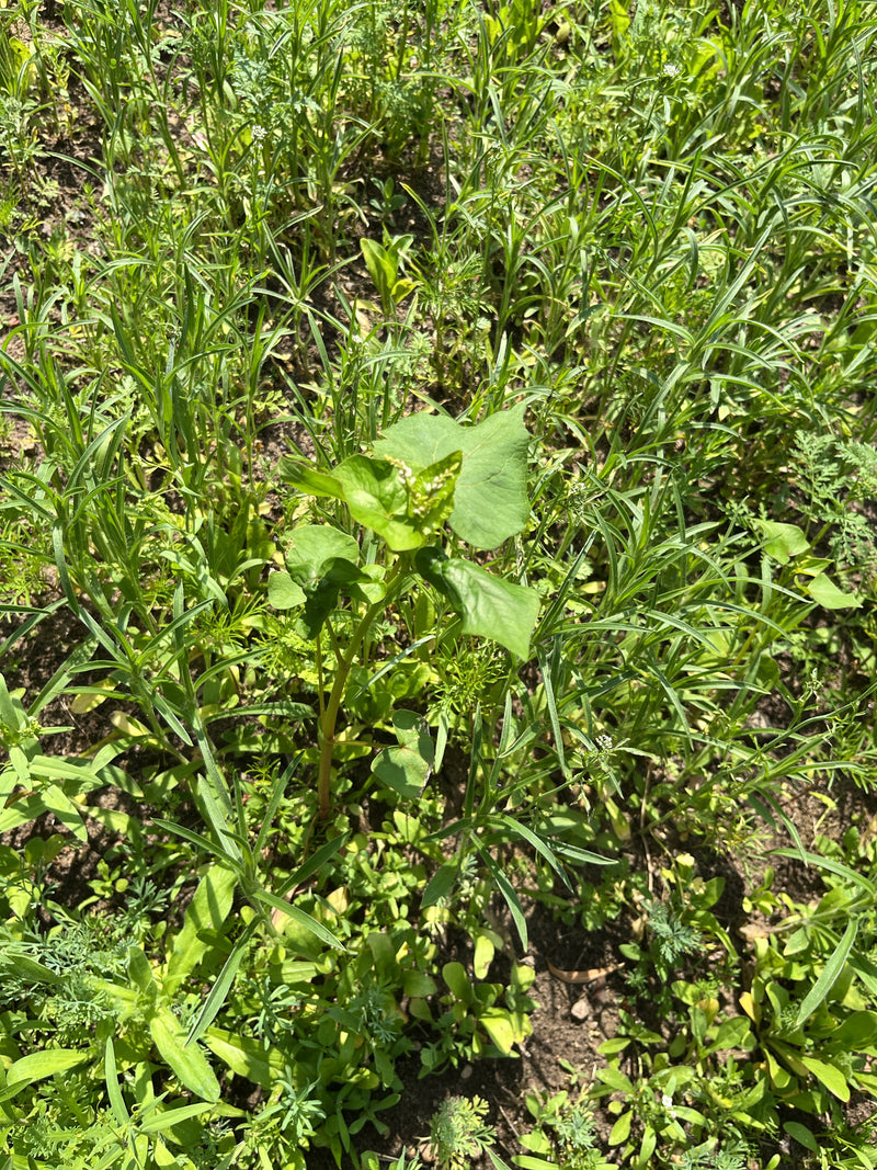 Windenknöterich — Bild 1