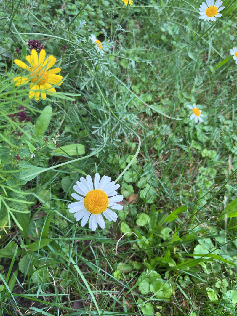 Acker-Hundskamille — Bild 3