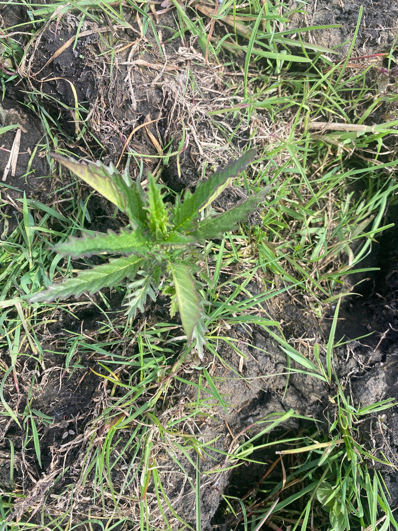 Acker-Kratzdistel — Bild 2