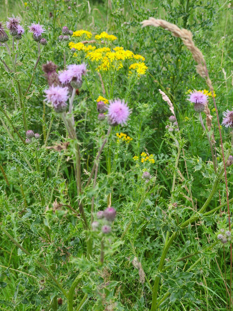 Das Foto zeigt blühende Acker-Kratzdisteln mit rosa Blütenköpfchen inmitten einer Wiese. Die typischen, stark geteilten und bestachelten Blätter sind im unte...
