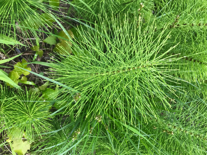 Acker-Schachtelhalm — Bild 3