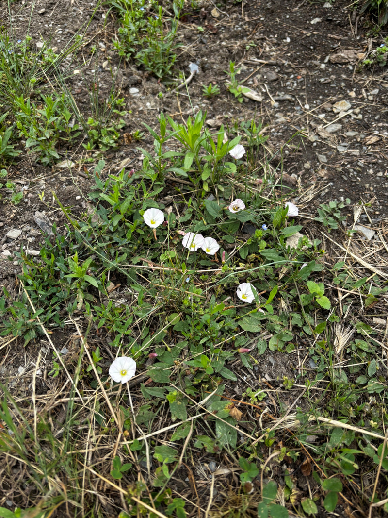 Acker-Winde — Bild 3