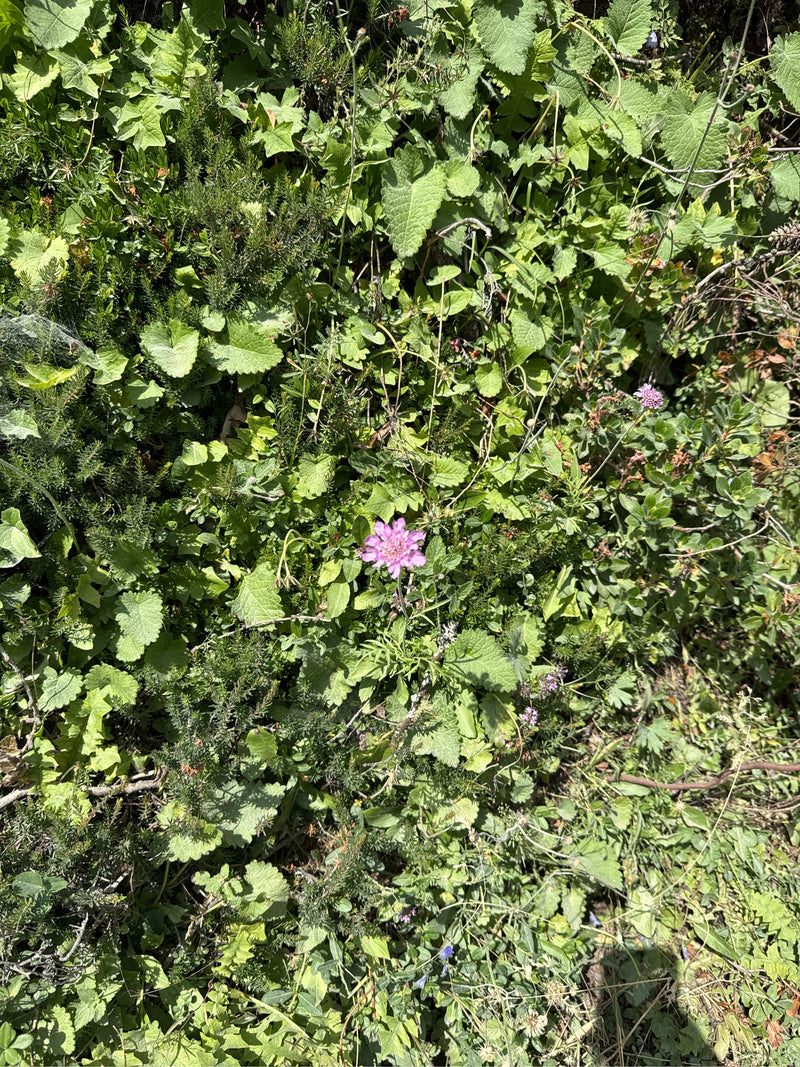 Acker-Witwenblume — Bild 1