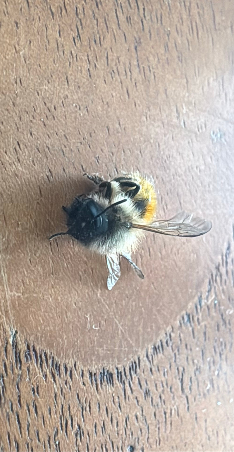 Ackerhummel — Bild 2