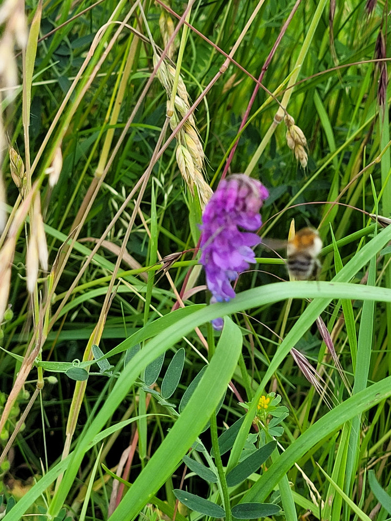 Ackerhummel — Bild 3