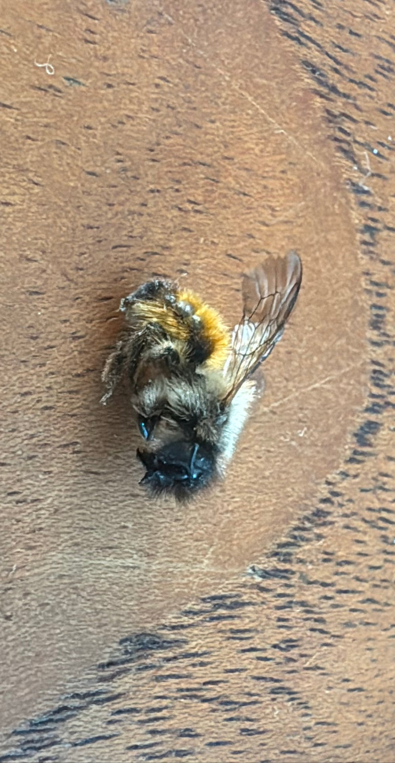 Ackerhummel — Bild 3