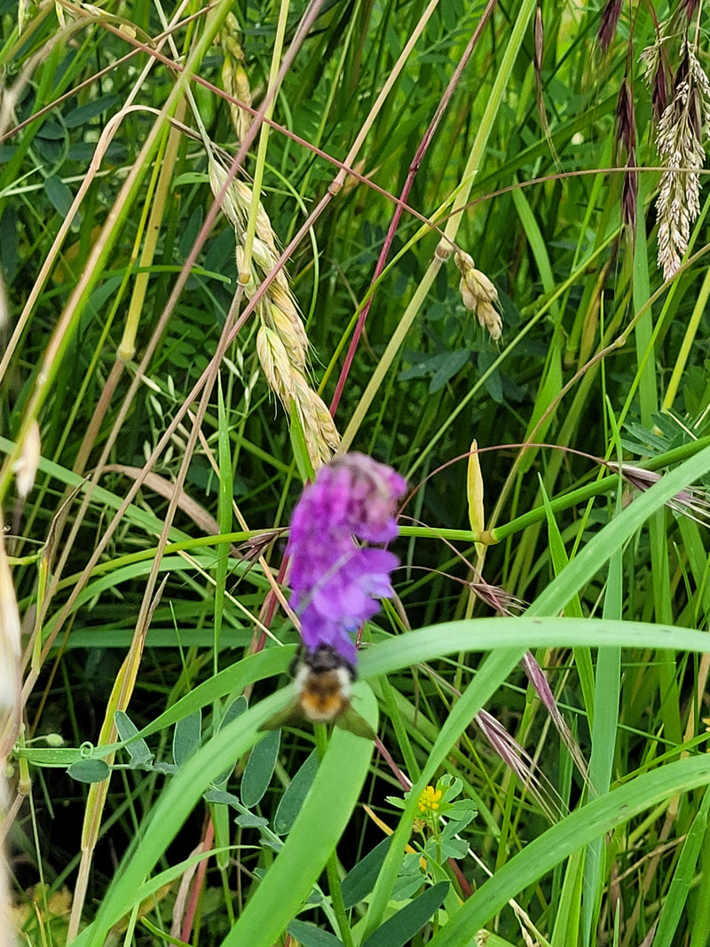 Ackerhummel — Bild 2