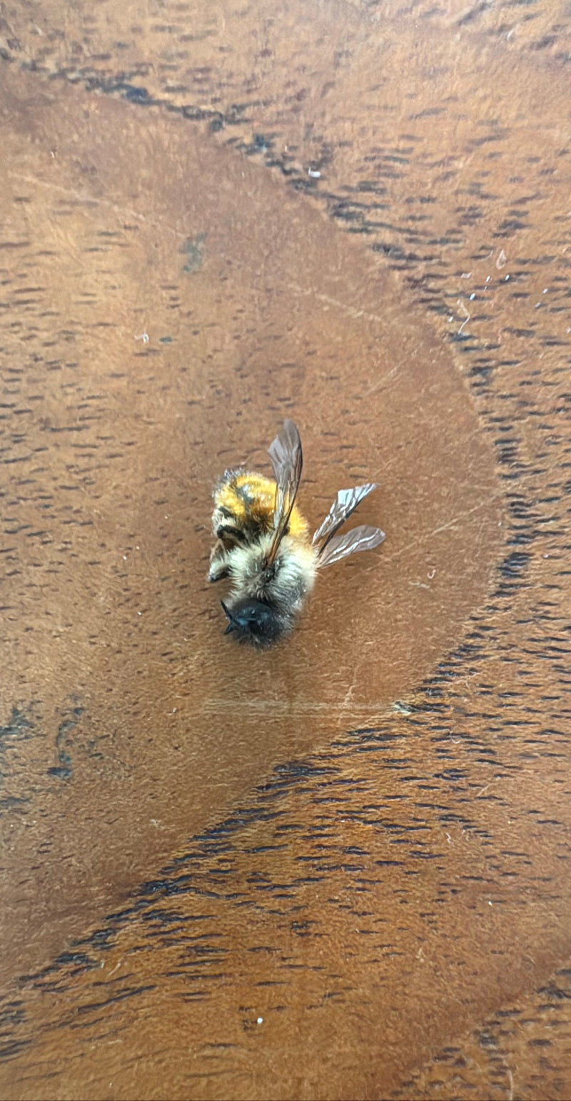 Ackerhummel — Bild 1