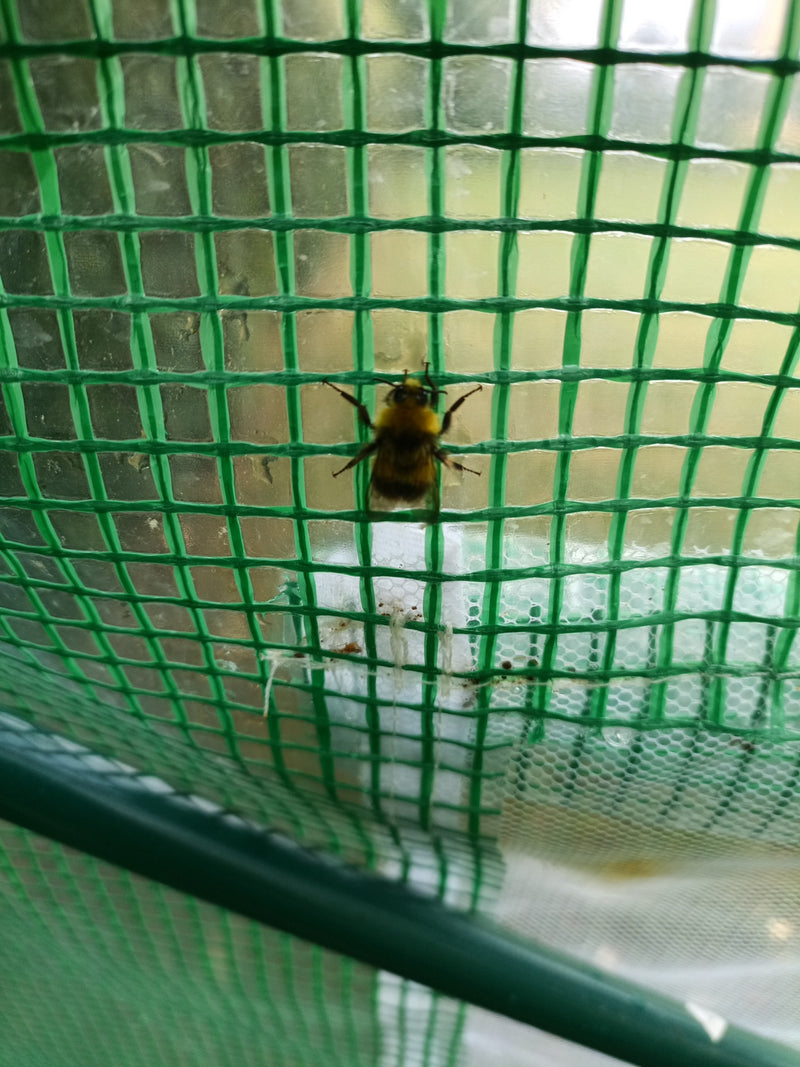 Ackerhummel — Bild 4