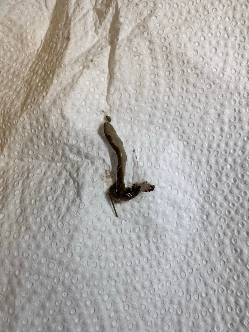 Ackerschnecke — Bild 1 von 1