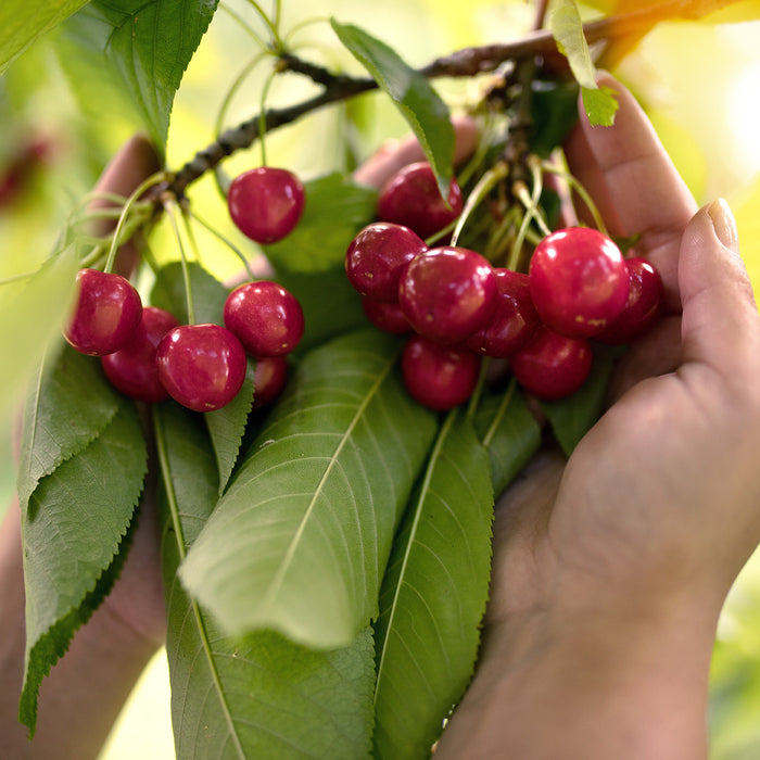 'Prunus Avium Regina' - Ø19cm - ↕60cm - ciliegia dolce dal gusto eccellente 🍒