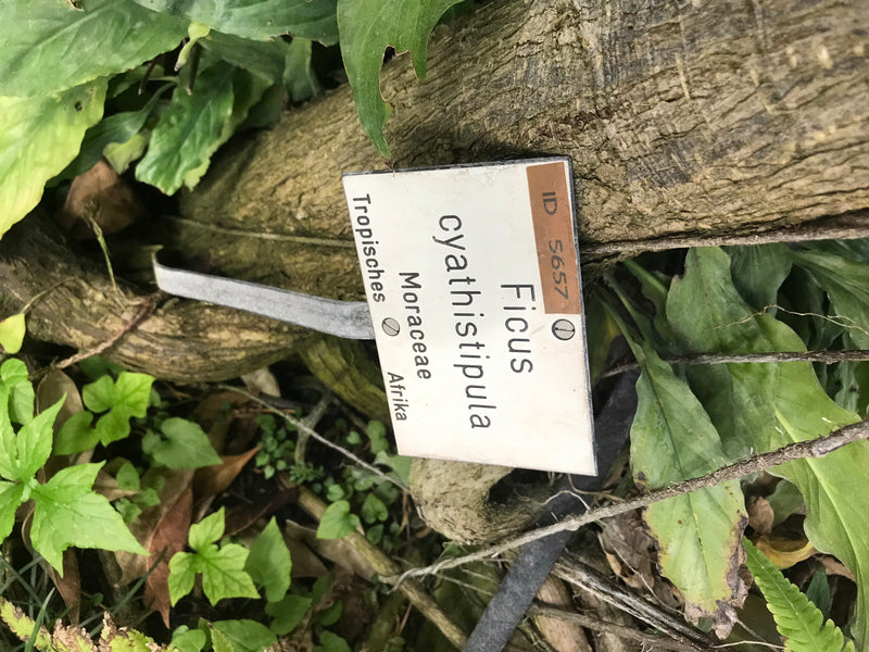 Afrikanische Feige — Bild 3 von 3