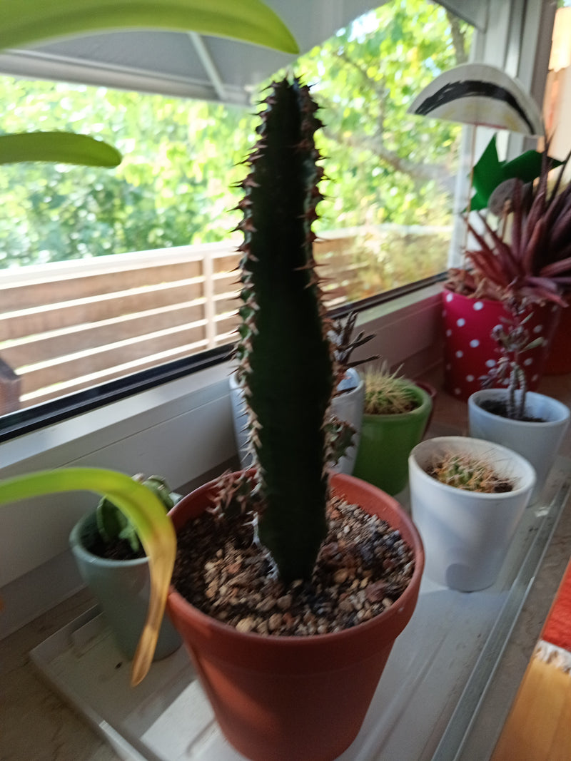 Afrikanischer Milchbaum — Bild 2