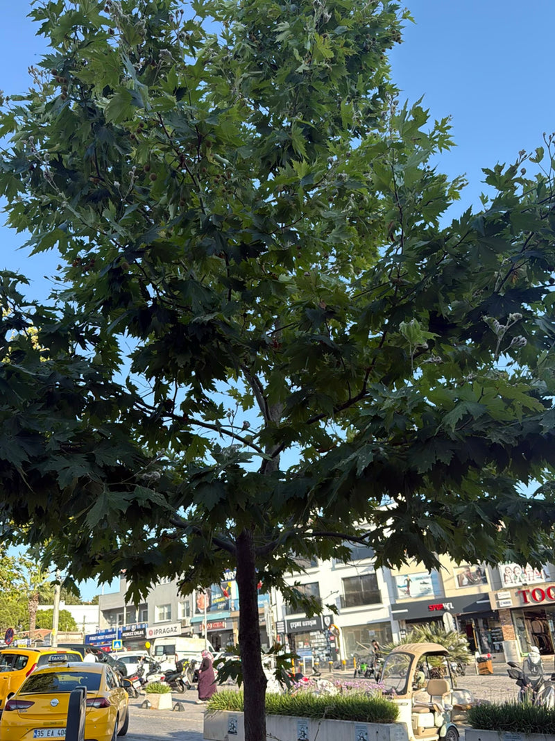 Zu sehen ist eine Ahornblättrige Platane mit dichter Krone und charakteristischen Blättern, die an einer städtischen Straße steht. Im Hintergrund sind Gebäud...