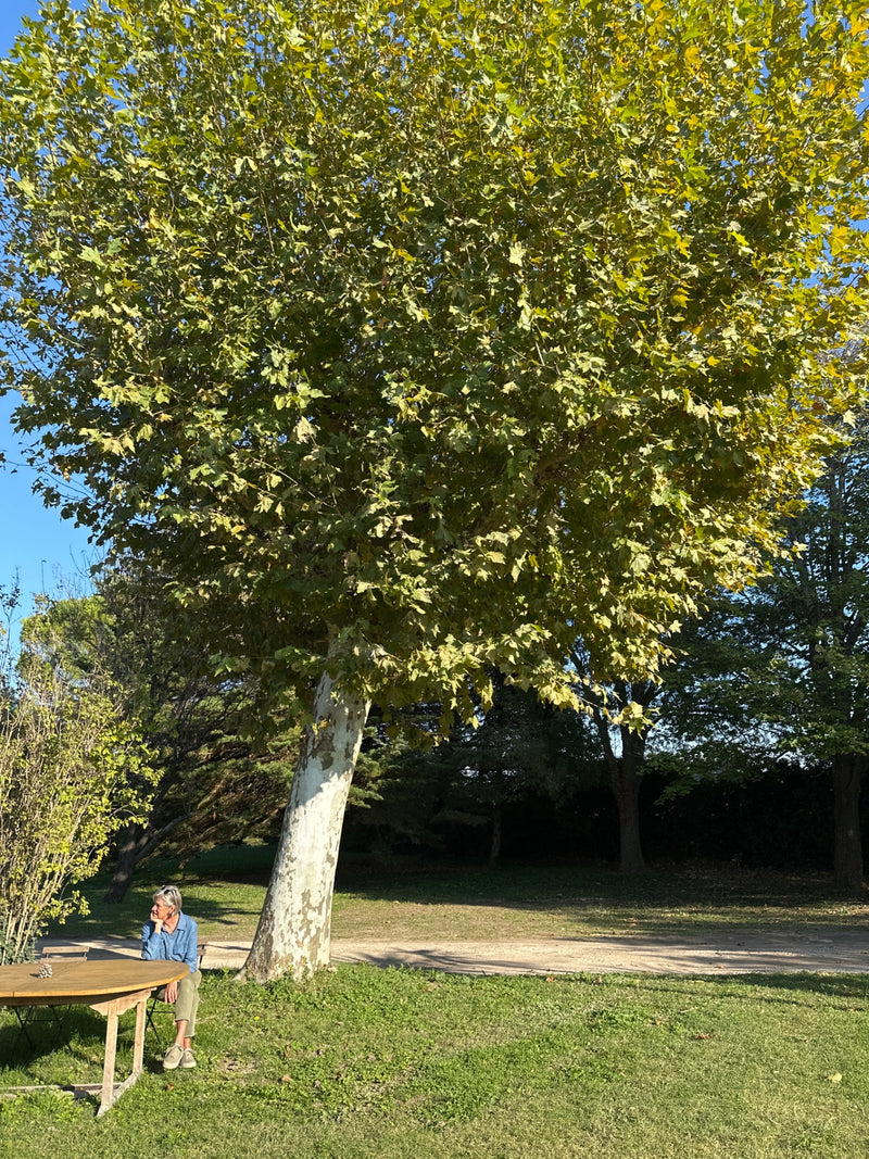 Eine große Ahornblättrige Platane mit heller, abblätternder Rinde steht auf einer sonnigen Wiese in einer Parklandschaft. Im linken Vordergrund sitzt eine Pe...