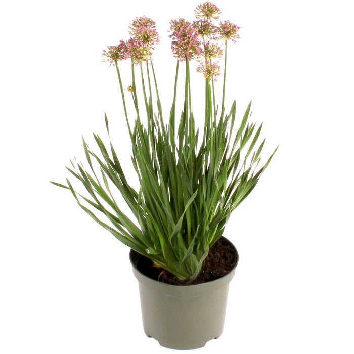 Zierlauch 'Allium Millenium' - Ø19cm - ↕40cm – Blütenpracht im Sommer