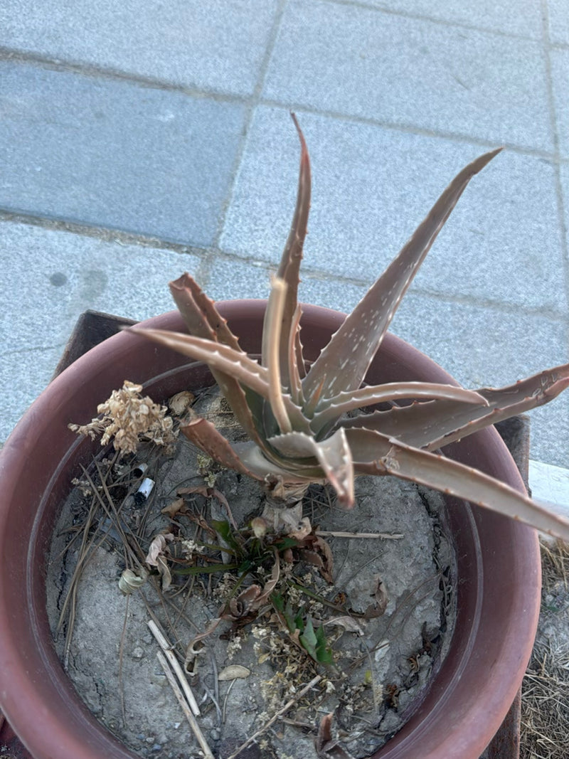 Aloe — Bild 1