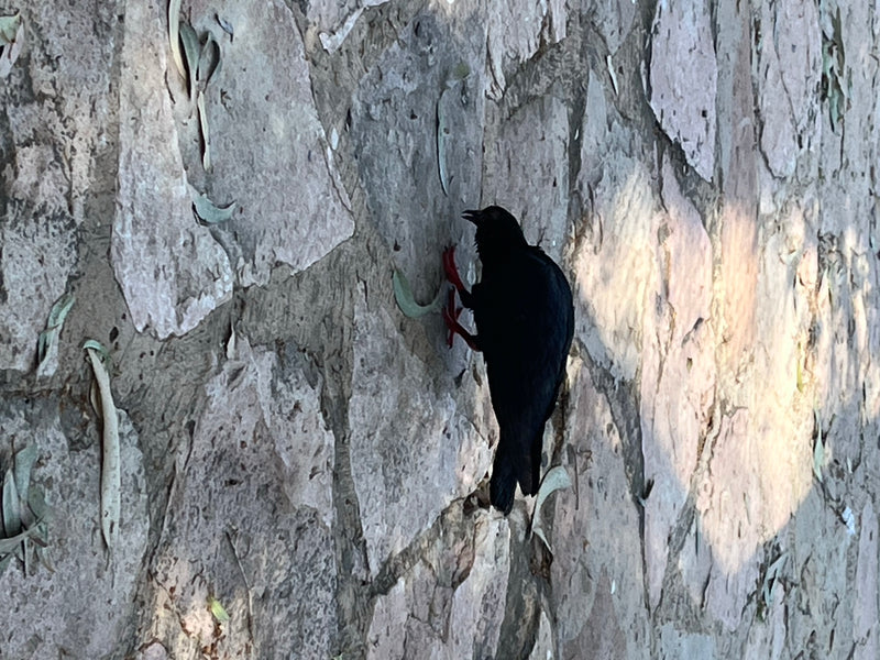 Alpenkrähe — Bild 3