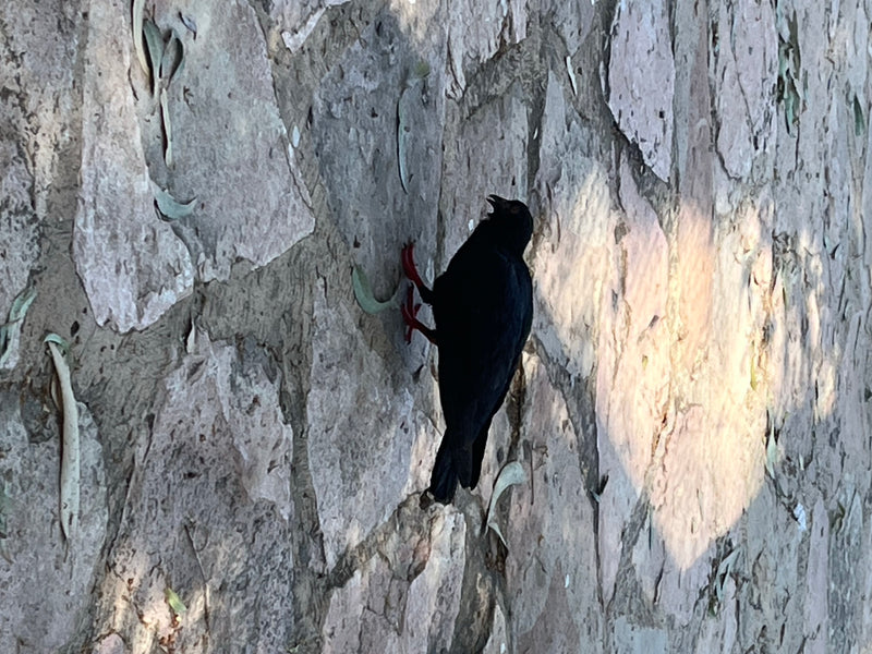 Alpenkrähe — Bild 4