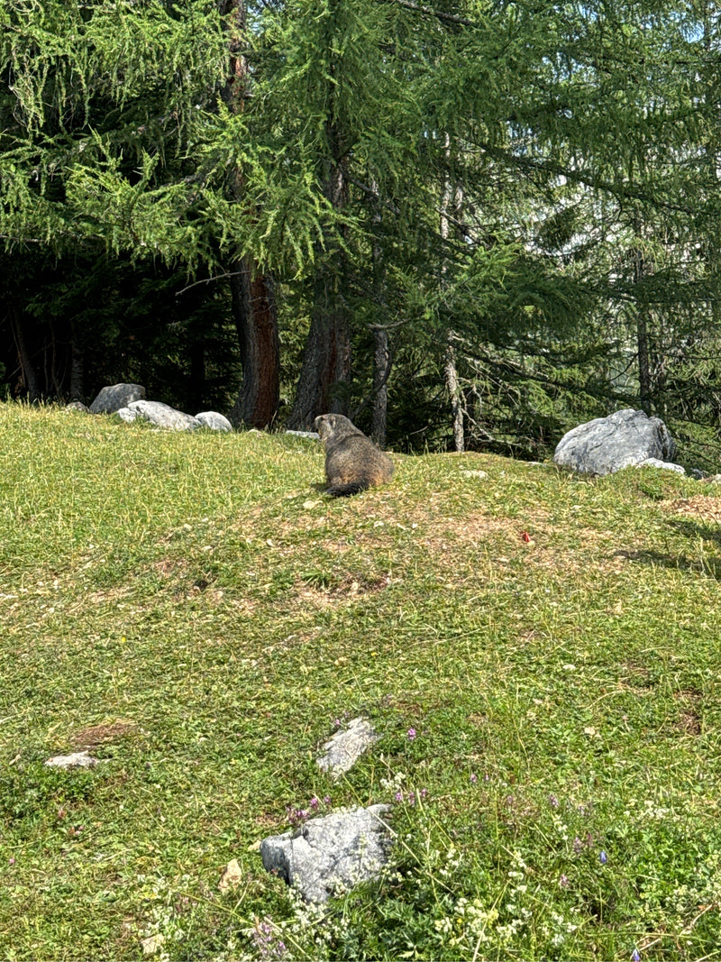 Alpenmurmeltier — Bild 1