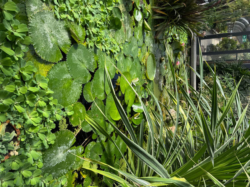 Amazonas-Riesenseerose — Bild 2 von 2