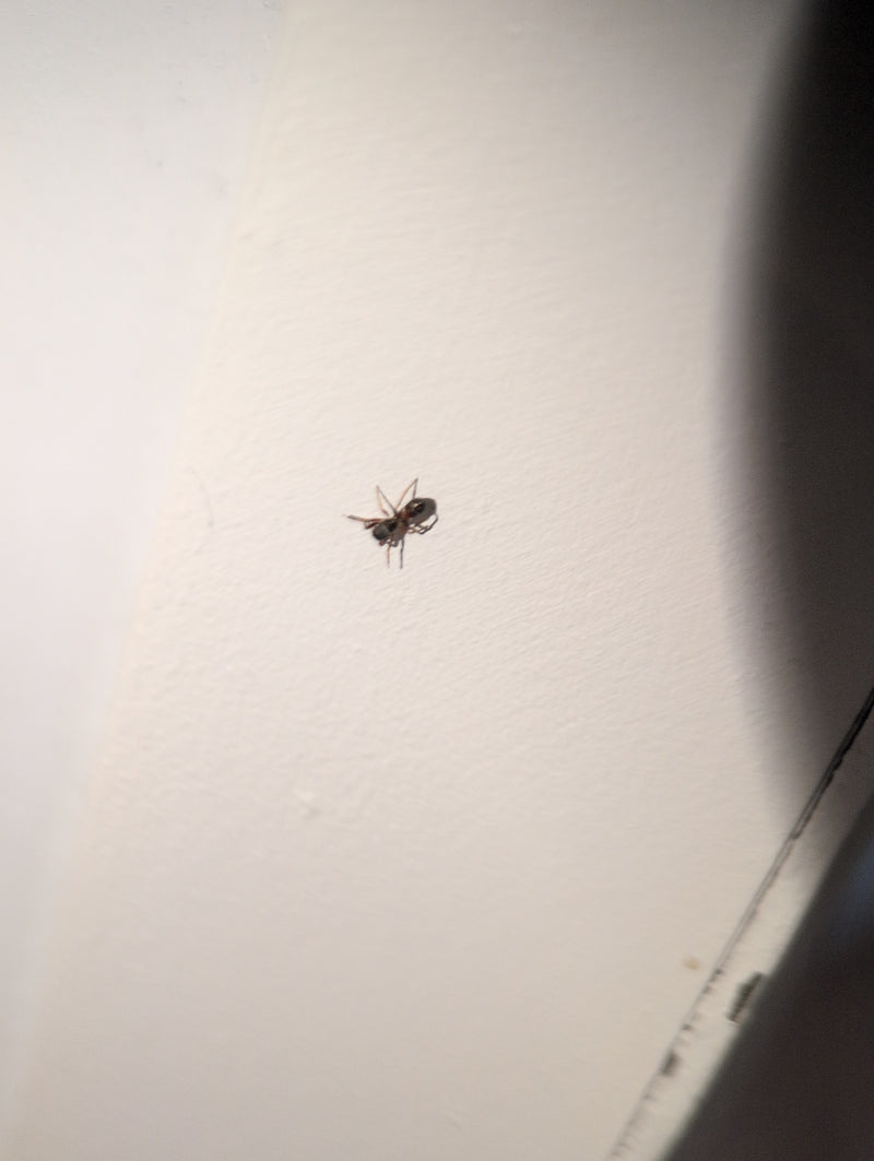 Ameisenspringspinne — Bild 3
