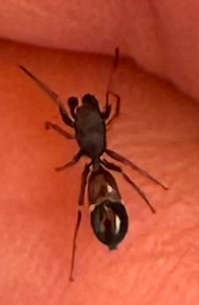 Ameisenspringspinne — Bild 5