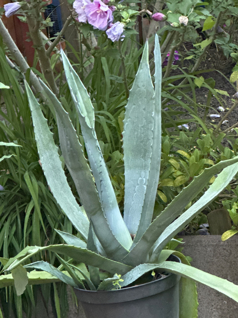 Amerikanische Agave — Bild 5