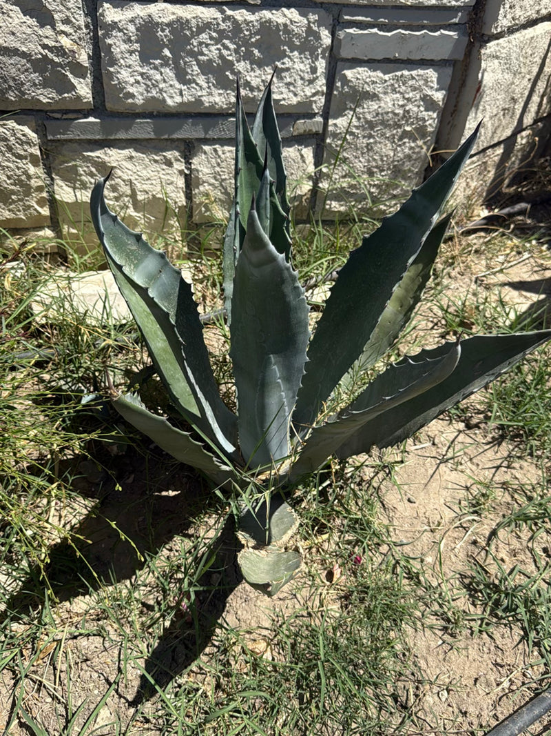 Amerikanische Agave — Bild 1