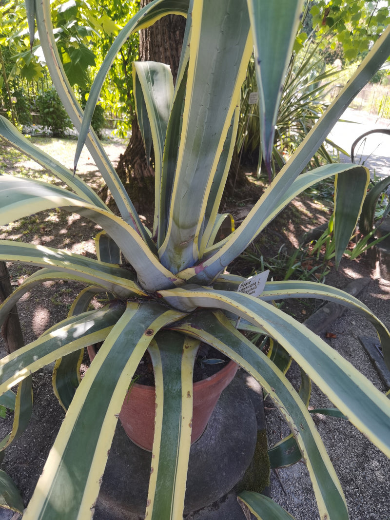 Amerikanische Agave — Bild 4