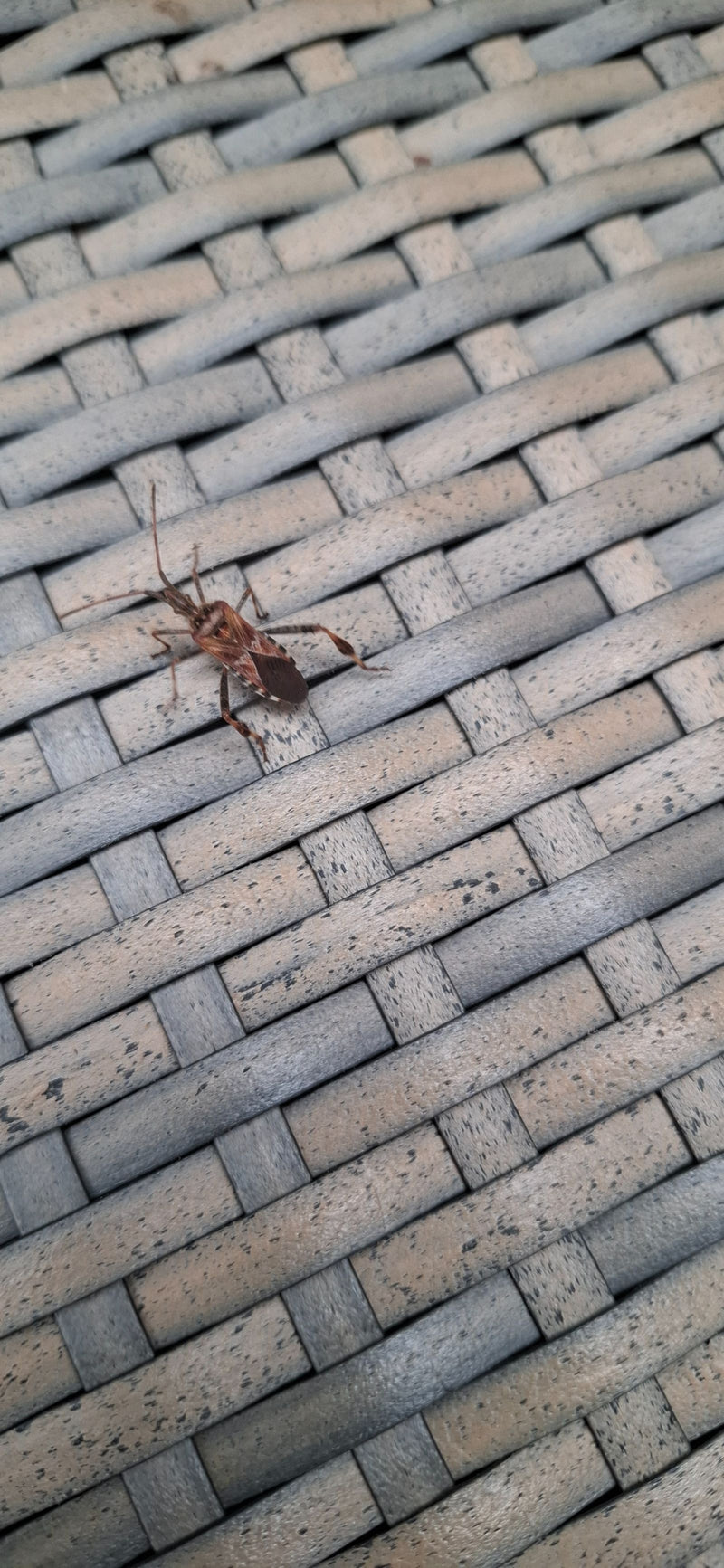 Eine ausgewachsene Amerikanische Kiefernwanze sitzt auf einer grauen Flechtstruktur.