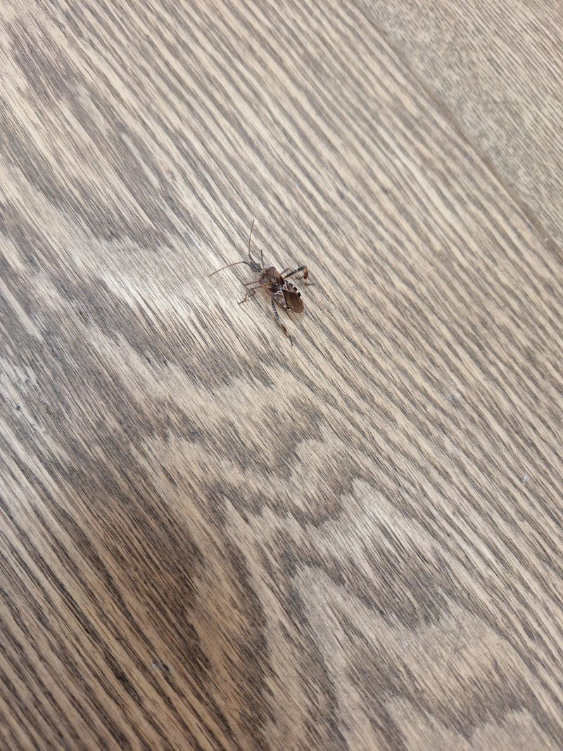 Eine Amerikanische Kiefernwanze sitzt auf einem hellen Holzboden.