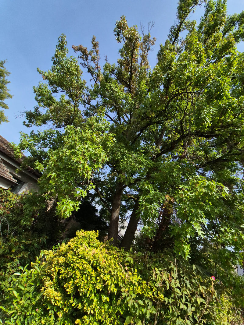 Zu sehen ist ein großer Amberbaum mit grünem Blätterdach, aufgenommen aus der Froschperspektive vor einem blauen Himmel. Die markante Krone und der Stamm sin...