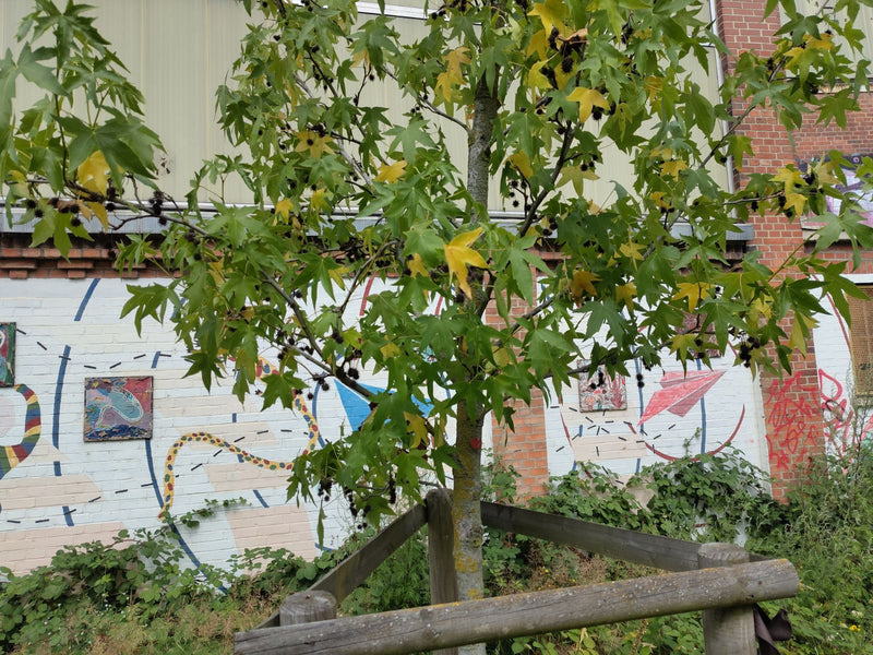 Auf dem Bild ist ein junger Amberbaum mit charakteristischen, sternförmigen Blättern und einigen stacheligen Fruchtständen zu sehen. Er steht vor einer helle...