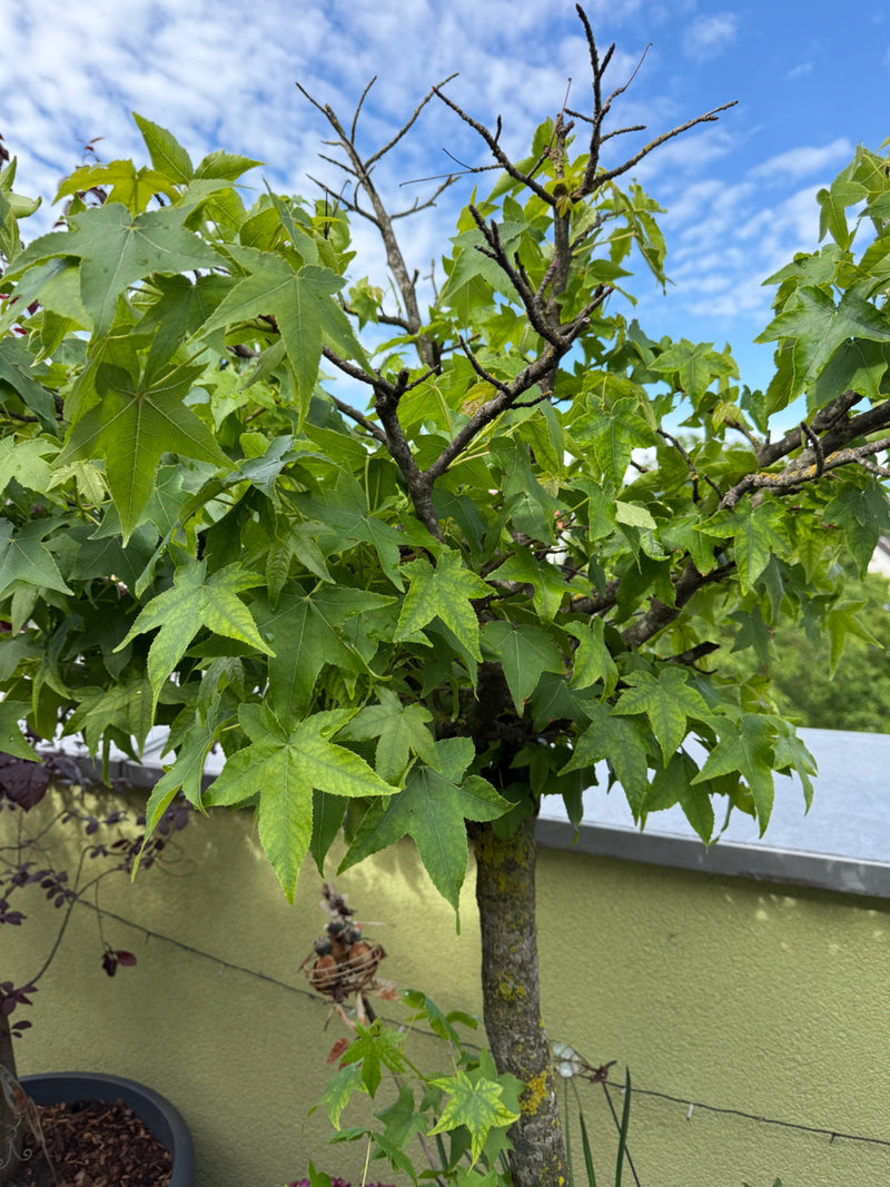 Amberbaum — Bild 1