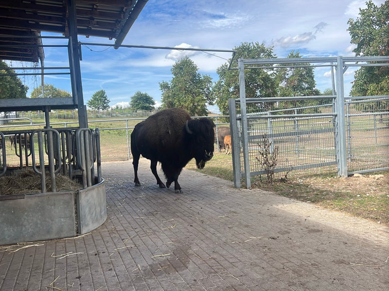 Amerikanischer Bison — Bild 1 von 1
