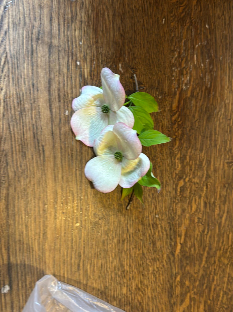 Amerikanischer Blumen-Hartriegel — Bild 1