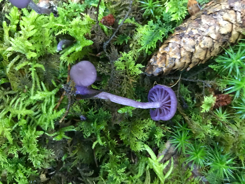 Mehrere violette Fruchtkörper des Amethyst-Lacktrichterlings wachsen auf einem moosigen Waldboden. Neben den Pilzen liegt ein Kiefernzapfen.