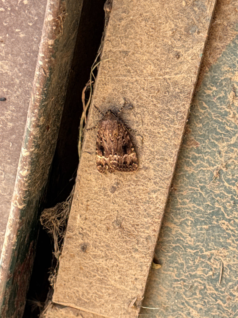 Ampfer-Rindeneule — Bild 1