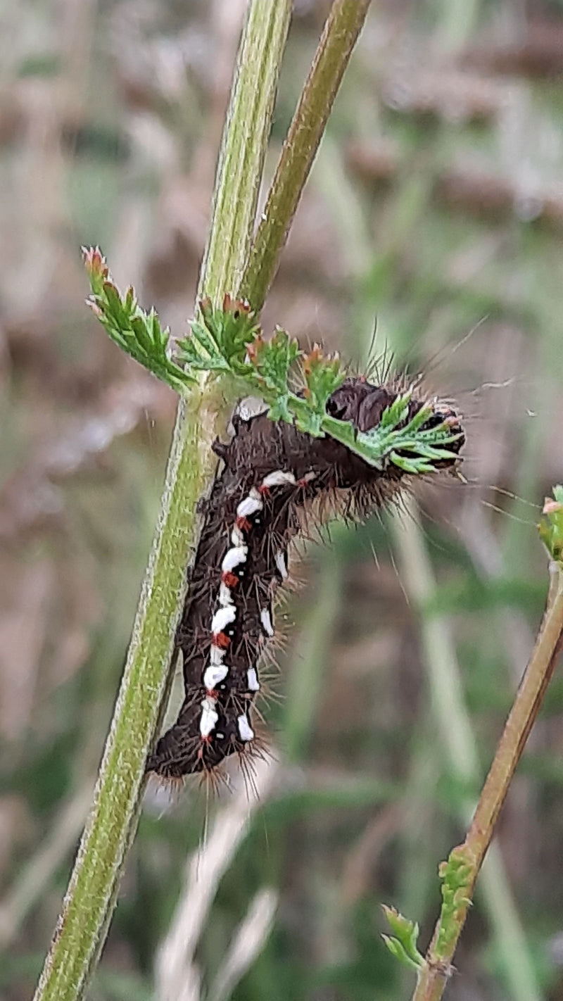 Ampfer-Rindeneule — Bild 2