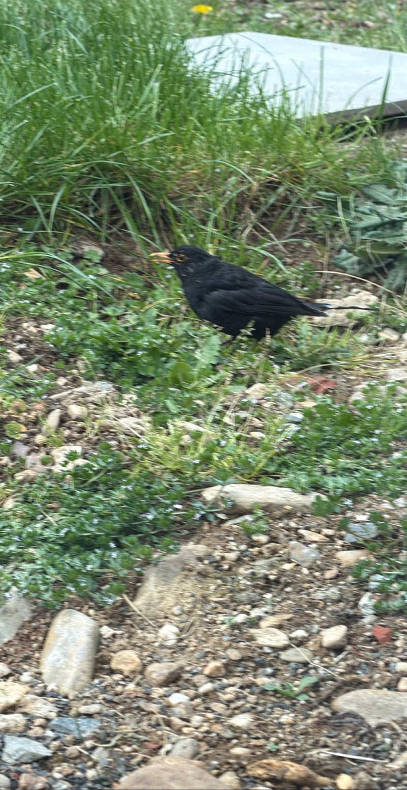 Amsel — Bild 5
