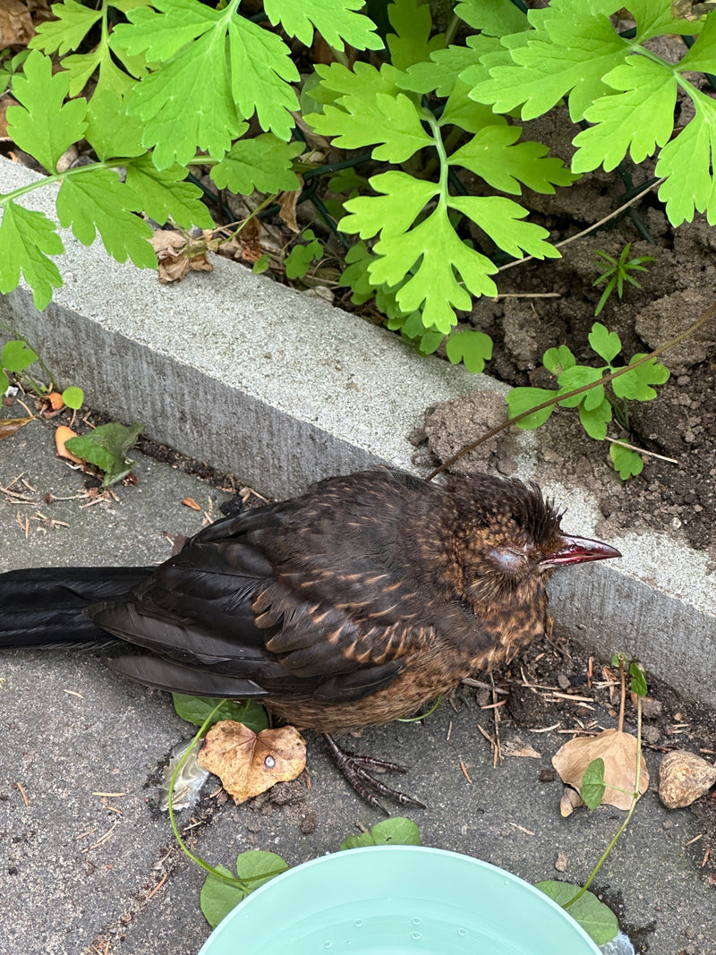 Amsel — Bild 3