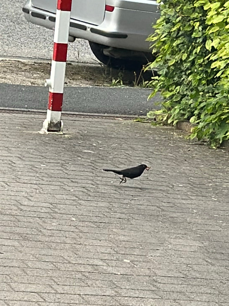 Amsel — Bild 1